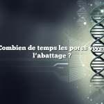 Question : Combien de temps les porcs vivent-ils avant l’abattage ?